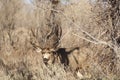 Mule Deer Buck Looks Protecting Family Winter Grassland Wildlife