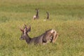 Mule Deer buck losing his velvet