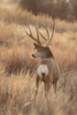 Mule deer buck in meadow Royalty Free Stock Photo