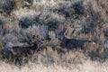 Mule deer buck meets young deer