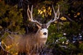 Mule deer buck in Mesa Verde National Park Royalty Free Stock Photo