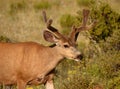 Mule Deer Buck In Mid-summer