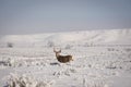 Mule Deer Buck With Misty Winter Background Royalty Free Stock Photo