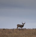 Mule deer buck on a Montana hill Royalty Free Stock Photo