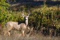 Mule Deer Buck Royalty Free Stock Photo