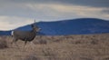 Mule deer buck on the move in Montana Royalty Free Stock Photo