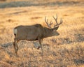 Mule Deer Buck moves cautiously through field during hunting season Royalty Free Stock Photo