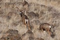 Mule Deer buck