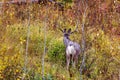 Mule deer buck Royalty Free Stock Photo