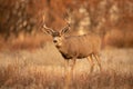 Mule Deer Buck pauses while moving through open terrain in Rocky Mountain West Royalty Free Stock Photo