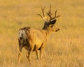 Mule Deer buck pauses while walking through field. Royalty Free Stock Photo