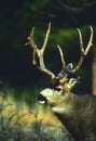 Mule Deer Buck Portrait Royalty Free Stock Photo