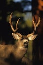 Mule Deer Buck Portrait Royalty Free Stock Photo