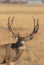 Mule Deer Buck Portrait in Autumn in Colorado Royalty Free Stock Photo