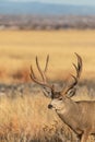 Mule Deer Buck Portrait in Autumn Royalty Free Stock Photo