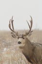 Mule Deer Buck Portrait Royalty Free Stock Photo