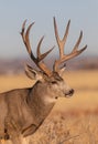 Mule Deer Buck Portrait in Colorado in Fall Royalty Free Stock Photo