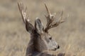 Mule Deer Buck Portrait in Colorado Royalty Free Stock Photo