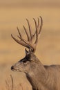 Mule Deer Buck Portrait in Fall Royalty Free Stock Photo