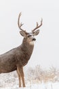 Mule Deer Buck Portrait in Snow Royalty Free Stock Photo