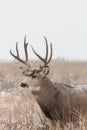 Mule Deer Buck Portrait in Snow Royalty Free Stock Photo