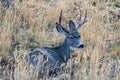 Mule Deer Buck in Prairie Grass. Colorado Wildlife. Wild Deer on the High Plains of Colorado Royalty Free Stock Photo