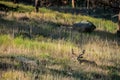 Mule Deer Buck Rests In Tall Grass Royalty Free Stock Photo