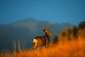Mule Deer Buck on Ridge Royalty Free Stock Photo
