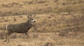 Mule deer buck during mating season Royalty Free Stock Photo