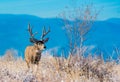 A Mule Deer Buck Roaming the Plains after a Snowstorm