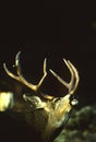 Mule Deer Buck in Rut Royalty Free Stock Photo