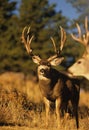 Mule Deer Buck in Rut Royalty Free Stock Photo