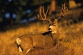 Mule Deer Buck in Rut Royalty Free Stock Photo