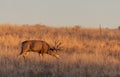 Mule Deer Buck in Rut in Autumn Royalty Free Stock Photo