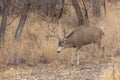 Buck Mule Deer in Autumn in Colorado