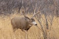 Buck Mule Deer in Autumn in Colorado