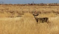 Mule Deer Buck in Autumn in Colorado Royalty Free Stock Photo