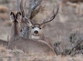 Mule deer buck during rut Royalty Free Stock Photo