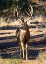 Mule deer buck during the rut. Colorado Wildlife. Wild Deer on the High Plains of Colorado Royalty Free Stock Photo