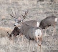 Mule deer buck during rut Royalty Free Stock Photo