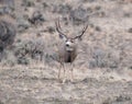 Mule deer buck during rut Royalty Free Stock Photo