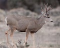 Mule deer buck during rut Royalty Free Stock Photo