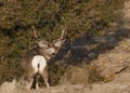 Mule deer buck during the rut Royalty Free Stock Photo