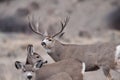 Mule deer buck during rut Royalty Free Stock Photo