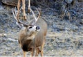 Mule deer buck in rut