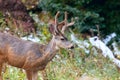 Mule deer buck in the San Juan Mountains of Colorado Royalty Free Stock Photo