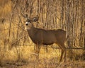 Mule Deer Buck is seen in woodlot during fall hunting season Royalty Free Stock Photo