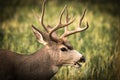 Mule deer buck side profile. Royalty Free Stock Photo