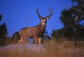 Mule Deer Buck on Skyline Royalty Free Stock Photo