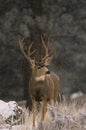 Mule Deer Buck in Snow Royalty Free Stock Photo